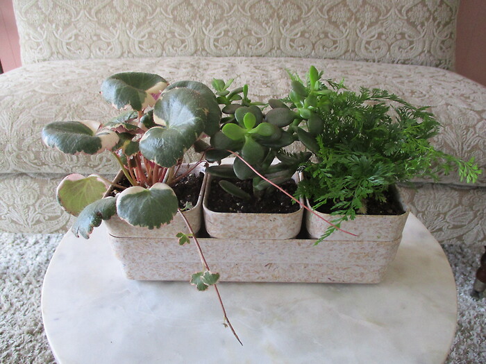 Earthy Planter
