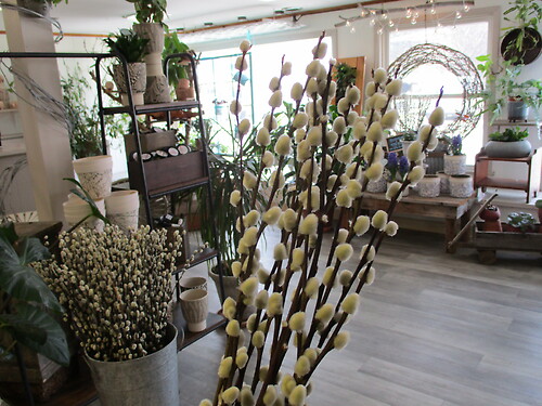 Pussy Willow Bunch